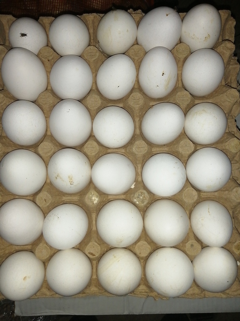 EGGS, 30/pk