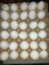 EGGS, 30/pk