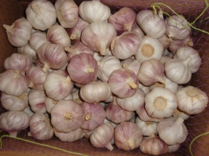 GARLIC, Fresh, lb