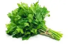 CILANTRO, Fresh, lb 
