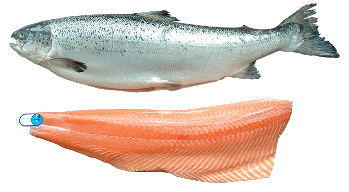 FISH, Salmon, Whole, Fresh, lb  