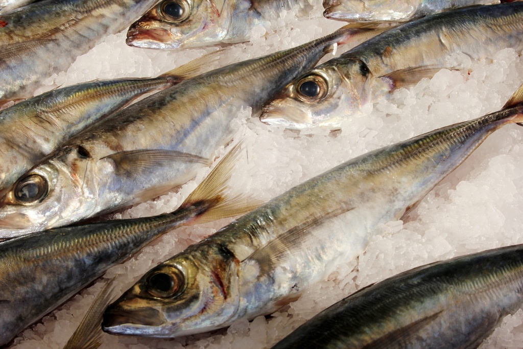 FISH, Mackerel, Orizon, lb 