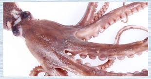 [4616-DR] OCTOPUS, Whole, Santo, lb  