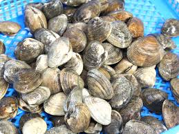 [4661-US] CLAMS, Channel, 17/22ct, Frozen, Panamei, lb   