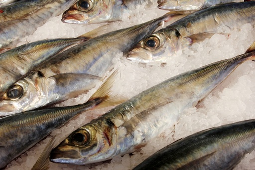 [4508-LC] FISH, Mackerel, Prolongacion, lb